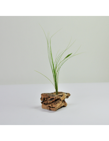 Tillandsia Alvareziae Ecoterrazas