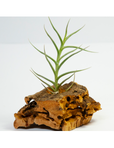 Tillandsia Andícola Ecoterrazas
