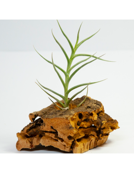 Andicola Tillandsia Ecoterrazas