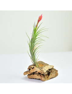 Tillandsia Araujei Bronce Ecoterrazas