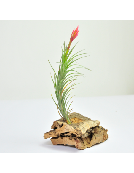 Tillandsia Araujei Bronce Ecoterrazas