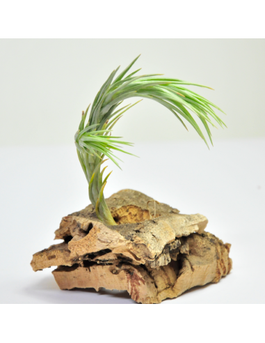 Araujei - Airplant São Paulo Tillandsia Ecoterrazas