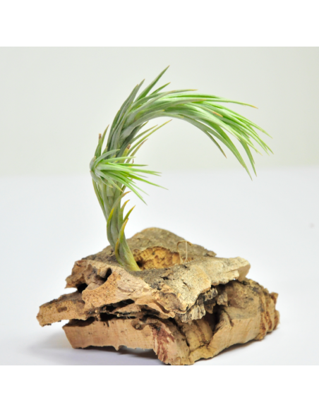 Tillandsia Araujei Ecoterrazas
