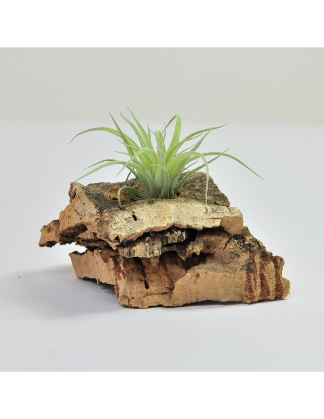 Tillandsia Bob Holm's Jewel | Ecoterrazas.com