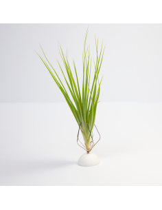 Tillandsia Bob Holm´s Memory Ecoterrazas