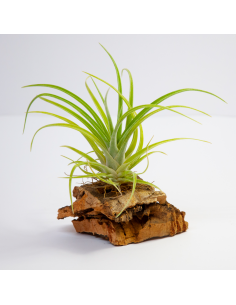 Holm´s Darling Tillandsia Ecoterrazas