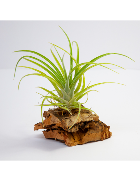 Holm´s Darling Tillandsia Ecoterrazas