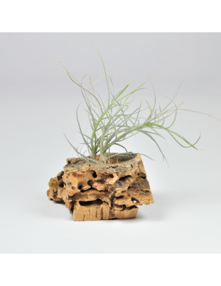 Tillandsia Holm´s Mallensis Ecoterrazas