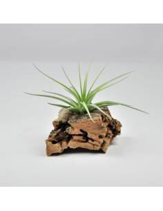 Tillandsia Holm's Blue Rose Ecoterrazas