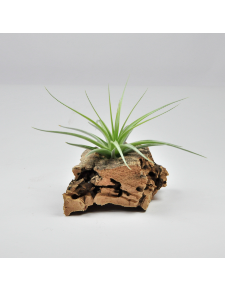 Holm's Blue Rose Tillandsia Ecoterrazas