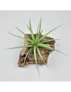 Tillandsia Holm's Blue Rose Ecoterrazas 2