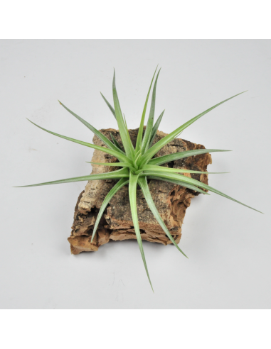 Holm's Blue Rose Tillandsia Ecoterrazas