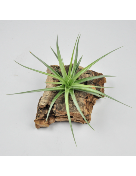 Holm's Blue Rose Tillandsia Ecoterrazas