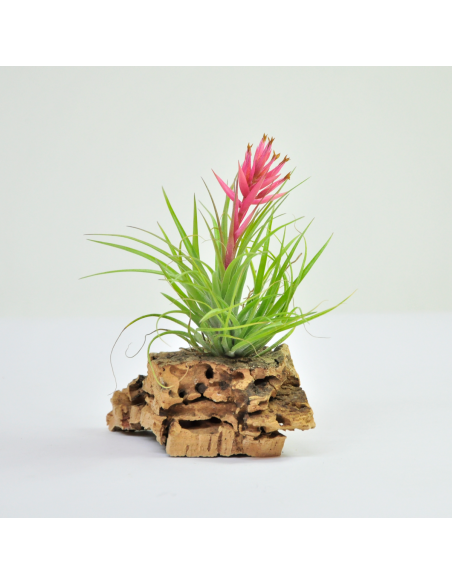 Tillandsia Remember Bob Holm´s Ecoterrazas