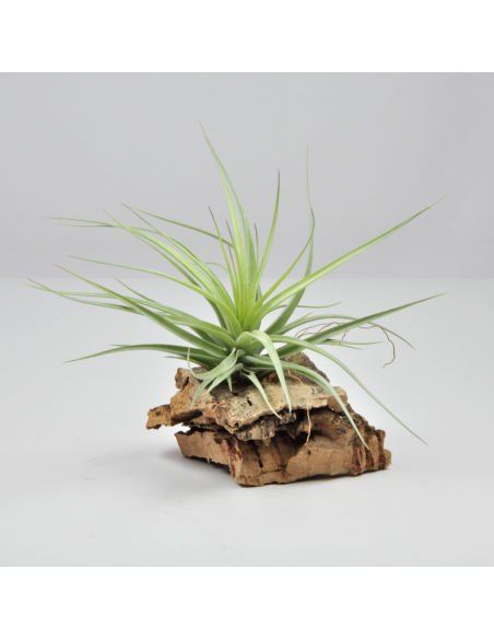 Holm's Twin Rose Tillandsia Ecoterrazas