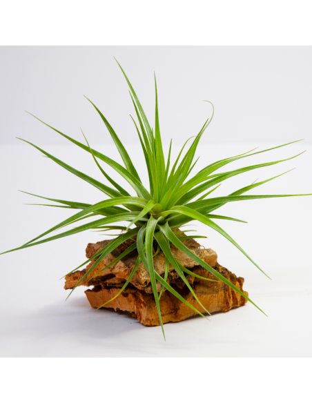 Stricta Hart x Tenuifolia Tillandsia Hybrid Ecoterrazas
