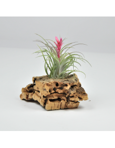Holm´s Ideal Tillandsia Ecoterrazas