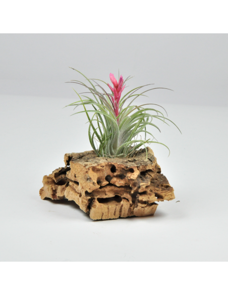 Holm´s Ideal Tillandsia Ecoterrazas