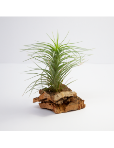 Tillandsia Holm´s Starlet Ecoterrazas