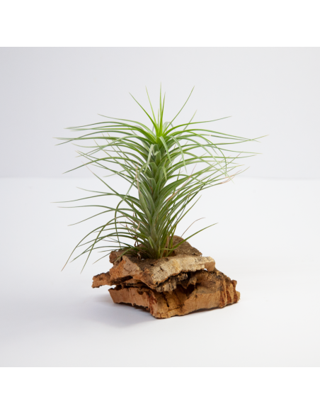 Tillandsia Holm´s Starlet Ecoterrazas