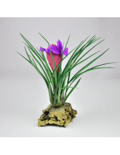 Cyanea Albo-Marginata Tillandsia Ecoterrazas