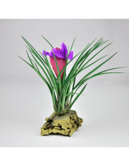Cyanea Albo-Marginata Tillandsia Ecoterrazas
