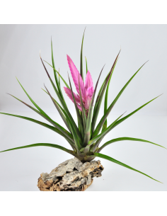 Cyanea Anton Tillandsia Ecoterrazas