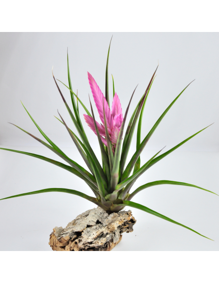 Tillandsia Cyanea Anton Ecoterrazas
