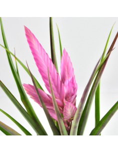 Cyanea Anton Tillandsia Ecoterrazas 2
