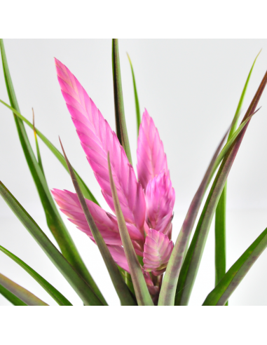 Tillandsia Cyanea Anton Ecoterrazas