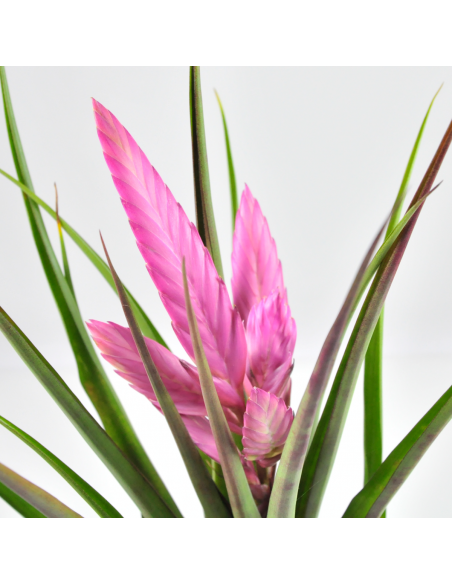 Tillandsia Cyanea Anton Ecoterrazas