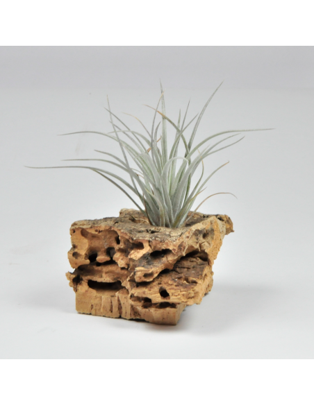 Tillandsia Especie Ecuador Ecoterrazas