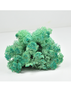 Pacific Green Lichen