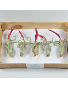 25 Pack Tillandsia Ecoterrazas 2