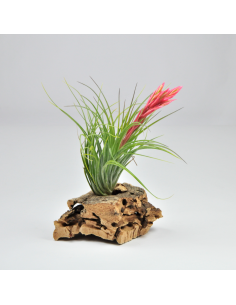 Holm's Verlesglo Tillandsia Ecoterrazas