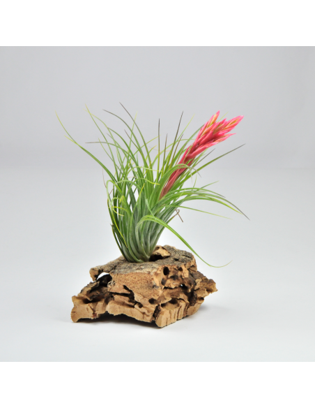 Tillandsia Holm's Verlesglo Ecoterrazas