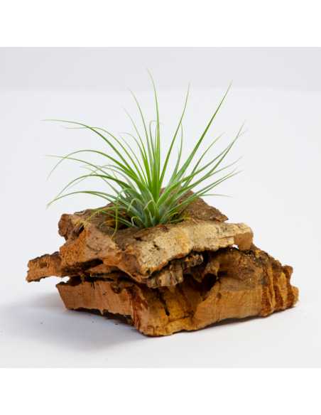 Tillandsia Stricta Petrópolis Ecoterrazas