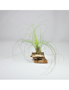 Nolleriana Tillandsia Ecoterrazas