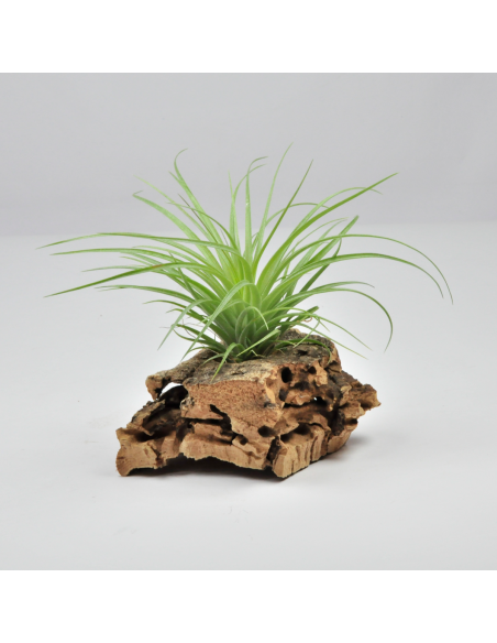 Stricta Hart x Globosa Hybrid Tillandsia Ecoterrazas