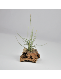 Holm´s Malleginosa Tillandsia Ecoterrazas