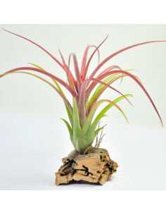 Tillandsia Brachycaulos x Caput-medusae Ecoterrazas