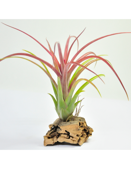Tillandsia Brachycaulos x Caput-medusae Ecoterrazas