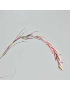 Baileyi Vivipara Tillandsia Ecoterrazas 2