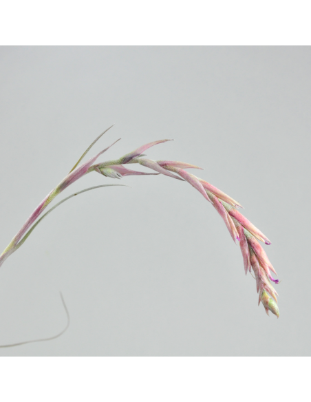 Baileyi Vivipara Tillandsia Ecoterrazas