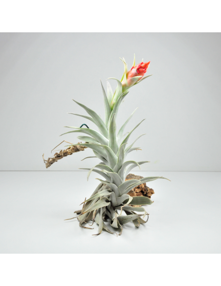 Tillandsia Edithae Giant Ecoterrazas