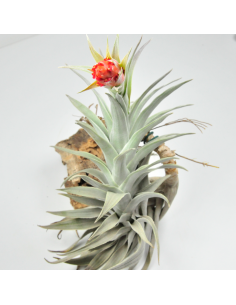 Giant Edithae Tillandsia Ecoterrazas 2
