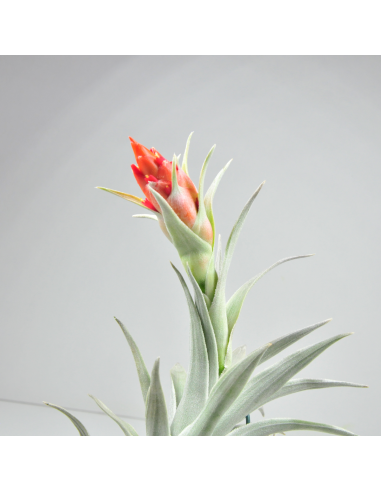 Tillandsia Edithae Giant Ecoterrazas