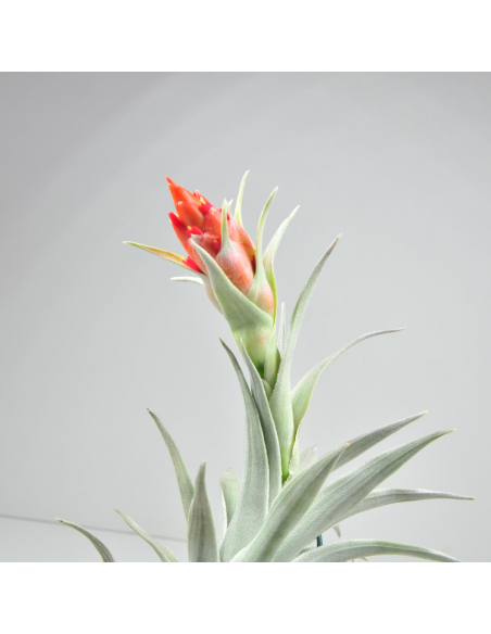 Tillandsia Edithae Giant Ecoterrazas