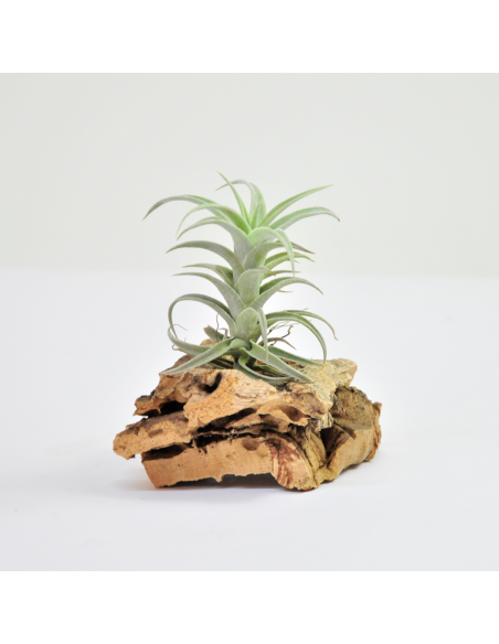 Tillandsia Edithae Ecoterrazas