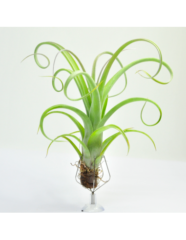 Tillandsia Curly Slim Ecoterrazas